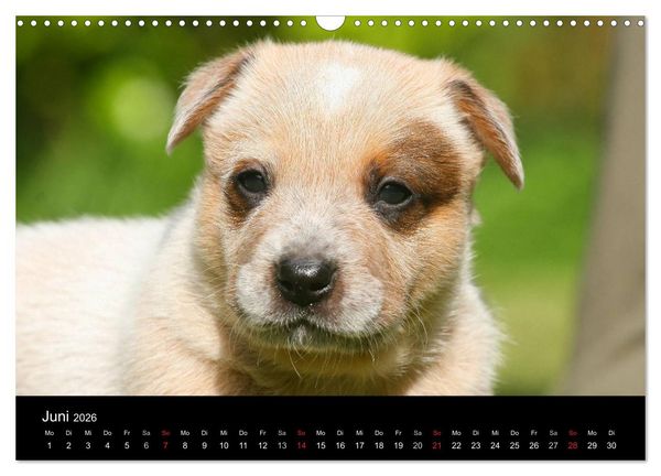Produktbild: Australian Cattle Dog Welpen (Wandkalender 2026 DIN A3 quer), CALVENDO Monatskalender