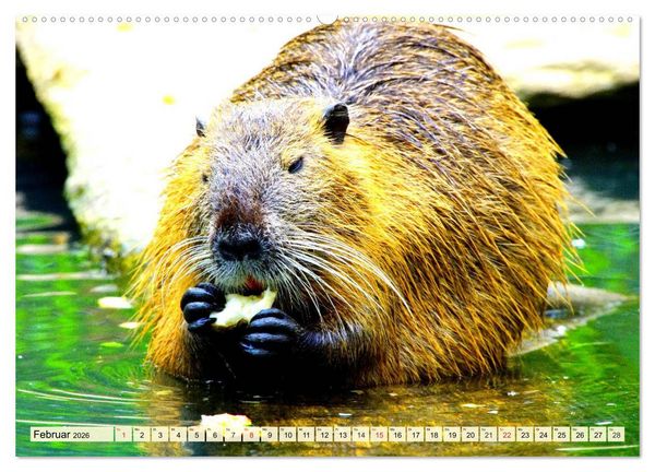 Produktbild: Nagetiere. Hamster, Kaninchen und Co. (Wandkalender 2026 DIN A2 quer), CALVENDO Monatskalender