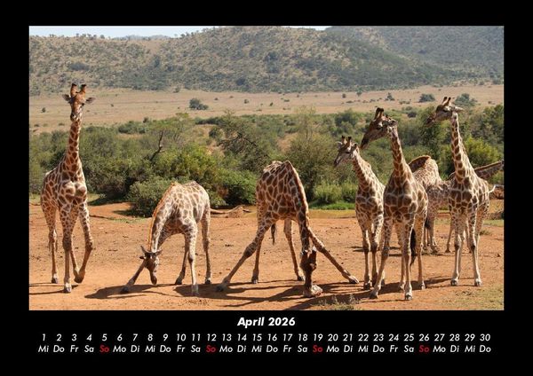 Produktbild: Giraffen 2026 Fotokalender DIN A3