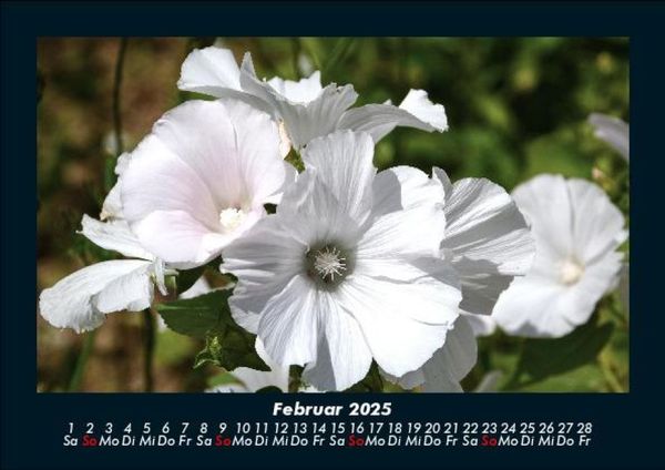 Produktbild: Blumentr&auml;ume 2025 Fotokalender DIN A5