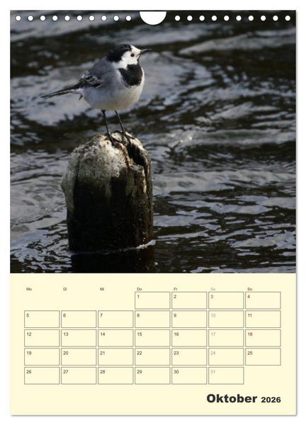 Produktbild: Vogelwelt an der Sieg (Wandkalender 2026 DIN A4 hoch), CALVENDO Monatskalender