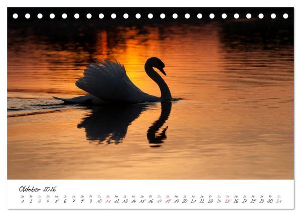 Produktbild: Ein Jahr mit den Schw&auml;nen (Tischkalender 2026 DIN A5 quer), CALVENDO Monatskalender