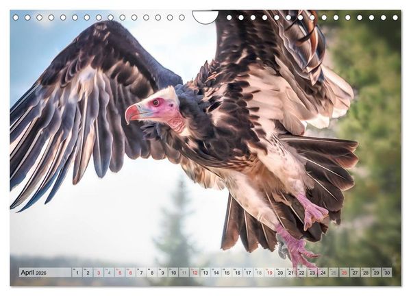 Produktbild: Faszinierende Greifv&ouml;gel hautnah (Wandkalender 2026 DIN A4 quer), CALVENDO Monatskalender