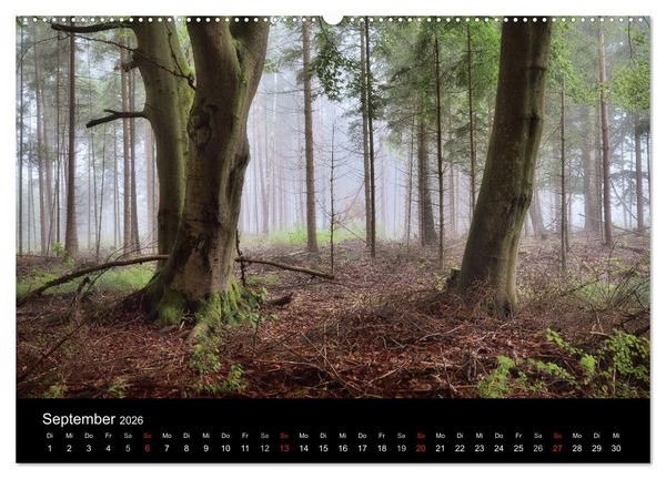 Produktbild: Waldkalender (Wandkalender 2026 DIN A2 quer), CALVENDO Monatskalender