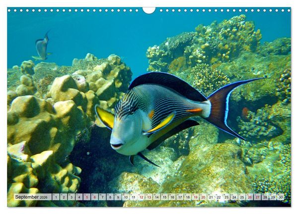 Produktbild: Abenteuer Riff - bunte Unterwasserwelt (Wandkalender 2026 DIN A3 quer), CALVENDO Monatskalender