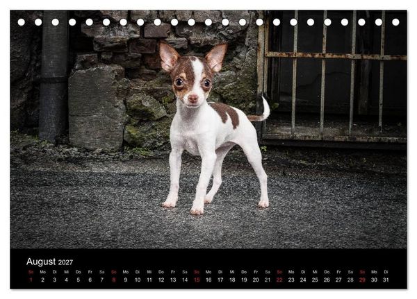 Produktbild: Chihuahuas - Cool and Cute (Tischkalender 2027 DIN A5 quer), CALVENDO Monatskalender