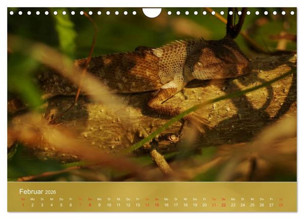 Produktbild: Agamen - Echsen aus der Urzeit (Wandkalender 2026 DIN A4 quer), CALVENDO Monatskalender