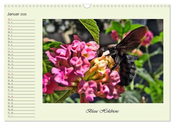 Produktbild: Blaue Holzbiene &ndash; Hummel &ndash; und Taubenschw&auml;nzchen. (Wandkalender 2026 DIN A3 quer), CALVENDO Monatskalender