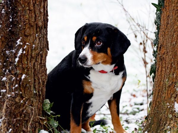 Produktbild: CALVENDO Puzzle Entlebucher Sennenhund | 1000 Teile Lege-Gr&ouml;&szlig;e 64x48cm Foto-Puzzle f&uuml;r gl&uuml;ckliche Stunden