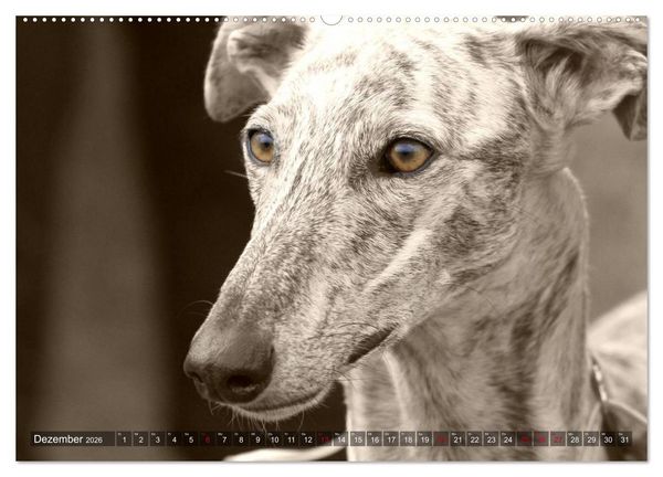 Produktbild: Windhunde eye-catcher (Wandkalender 2026 DIN A2 quer), CALVENDO Monatskalender