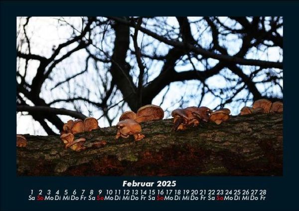 Produktbild: Pilzkalender 2025 Fotokalender DIN A5