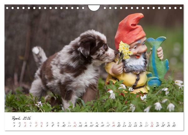 Produktbild: Aussie Welpen 2026 (Wandkalender 2026 DIN A4 quer), CALVENDO Monatskalender