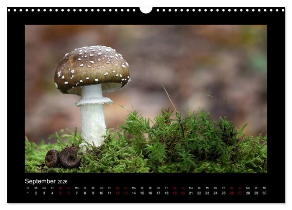 Produktbild: Pilzgalerie - Heimische Pilze aus der Region Rheinland-Pfalz (Wandkalender 2026 DIN A3 quer), CALVENDO Monatskalender
