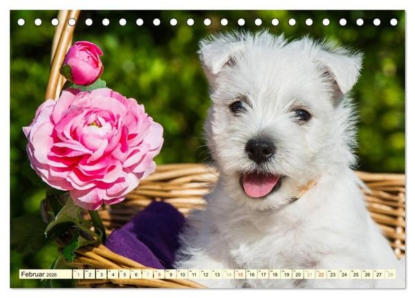 Produktbild: Kobold auf 4 Pfoten - West Highland White Terrier (Tischkalender 2026 DIN A5 quer), CALVENDO Monatskalender