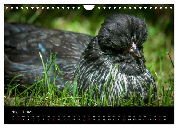 Produktbild: Gartenh&uuml;hner (Wandkalender 2026 DIN A4 quer), CALVENDO Monatskalender