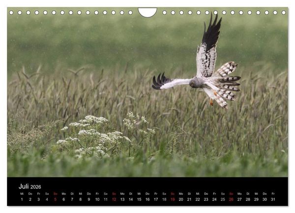 Produktbild: Wiesenweihen in Deutschland (Wandkalender 2026 DIN A4 quer), CALVENDO Monatskalender