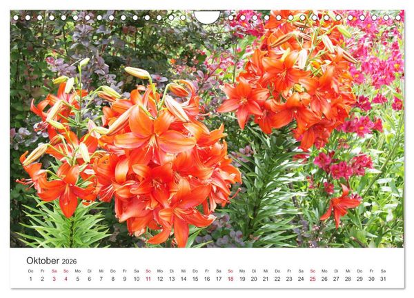 Produktbild: Feurige Lilien (Wandkalender 2026 DIN A4 quer), CALVENDO Monatskalender