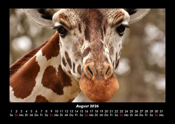 Produktbild: Giraffen 2026 Fotokalender DIN A3