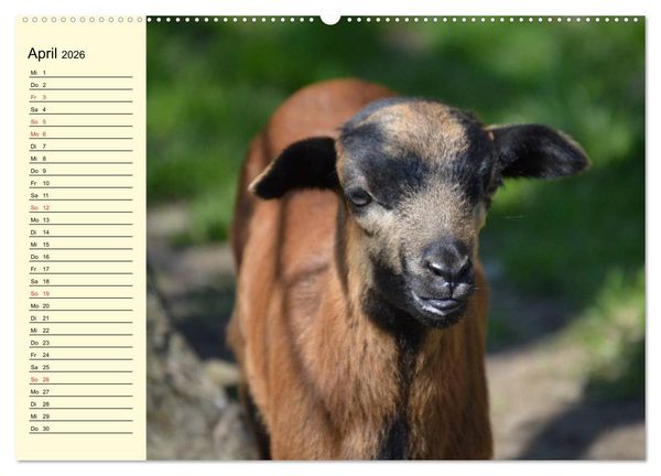 Produktbild: Ziegen. Lustige Ausbruchsk&uuml;nstler (hochwertiger Premium Wandkalender 2026 DIN A2 quer), Kunstdruck in Hochglanz