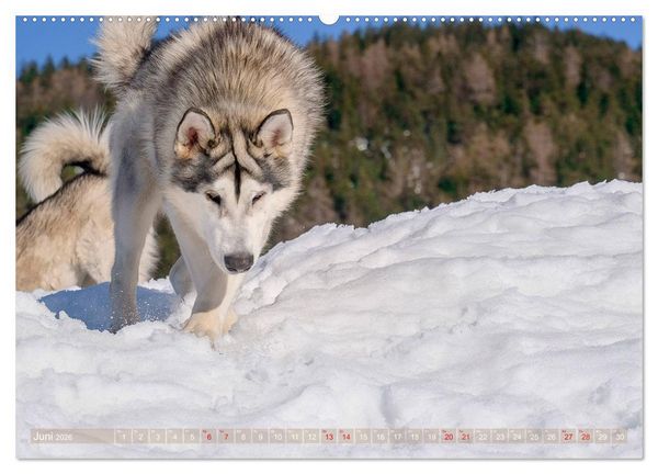 Produktbild: Alaskan Malamute in seinem Element (hochwertiger Premium Wandkalender 2026 DIN A2 quer), Kunstdruck in Hochglanz