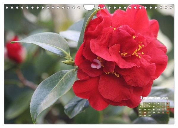 Produktbild: Kamelien - Bl&uuml;tensch&ouml;nheiten (Wandkalender 2026 DIN A4 quer), CALVENDO Monatskalender