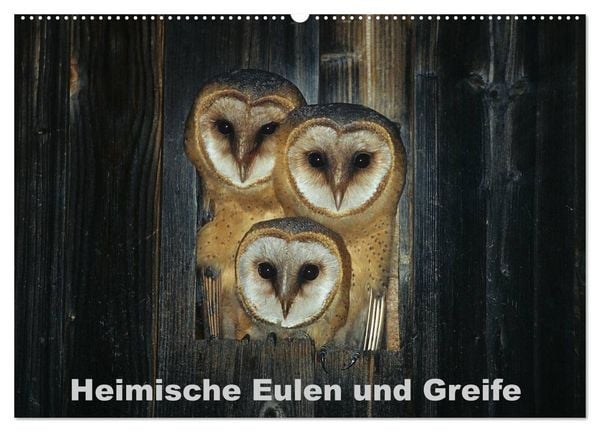 Produktbild: Heimische Eulen und Greife (Wandkalender 2026 DIN A2 quer), CALVENDO Monatskalender