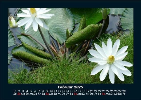 Produktbild: Rosentraum 2025 Fotokalender DIN A5