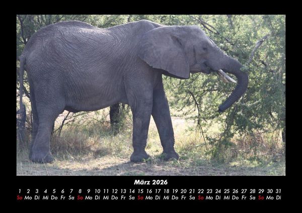 Produktbild: Der Elefantenkalender 2026 Fotokalender DIN A3