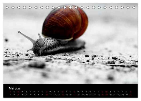 Produktbild: Farbtupfer (Tischkalender 2026 DIN A5 quer), CALVENDO Monatskalender