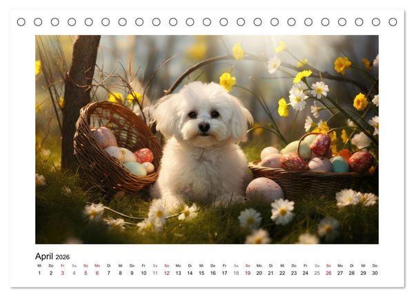 Produktbild: Bichon fris&eacute;, wei&szlig;e H&uuml;ndchen mit lockigem Haar (Tischkalender 2026 DIN A5 quer), CALVENDO Monatskalender