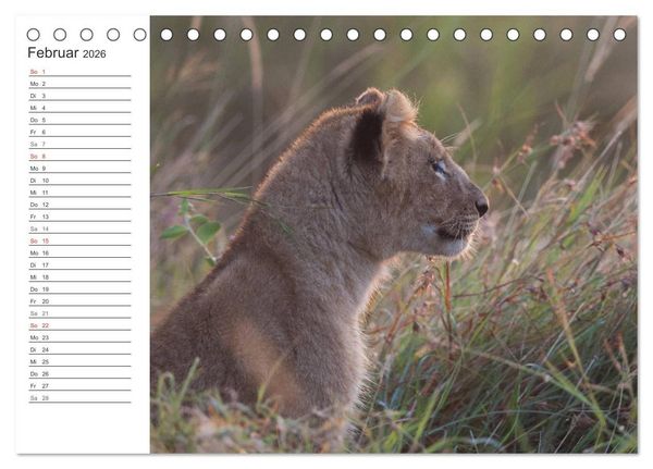 Produktbild: Emotionale Momente: L&ouml;wenbabys - so s&uuml;&szlig;. (Tischkalender 2026 DIN A5 quer), CALVENDO Monatskalender