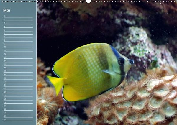 Produktbild: Bunte Riffbewohner - Fische, Anemonen und noch viel mehr (Wandkalender immerw&auml;hrend DIN A2 quer)