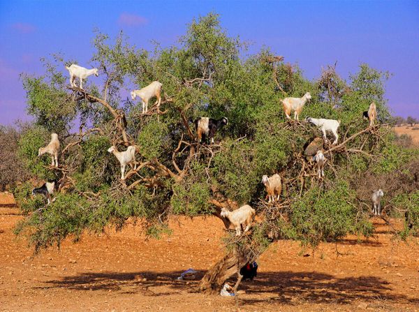 Produktbild: CALVENDO Puzzle Ziegen auf Argan-Baum, bei Rabat/Marokko | 2000 Teile Lege-Gr&ouml;&szlig;e 90x67cm Foto-Puzzle f&uuml;r gl&uuml;ckliche Stunden