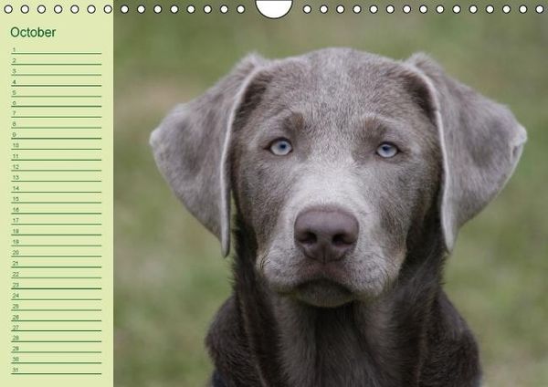 Produktbild: Puppies Birthday Calendar / UK-Version (Wall Calendar perpetual DIN A4 Landscape)