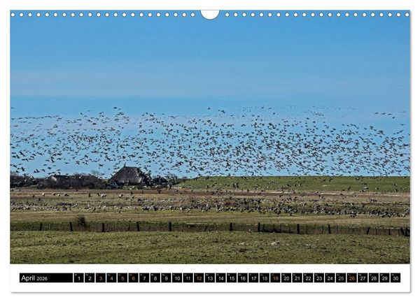 Produktbild: Tr&auml;umende Bilder - Die Nordseehalbinsel Eiderstedt (Wandkalender 2026 DIN A3 quer), CALVENDO Monatskalender