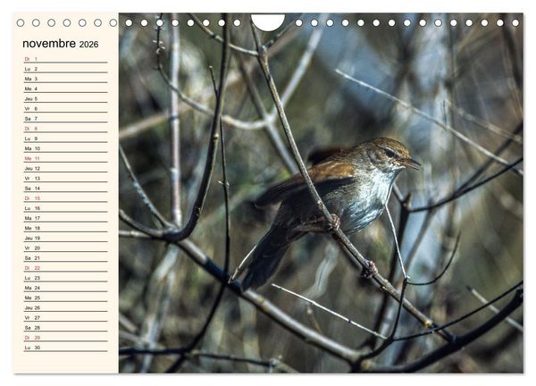 Produktbild: Notre nature sauvage, les passereaux d'Europe (Calendrier mural 2026 DIN A4 vertical), CALVENDO calendrier mensuel