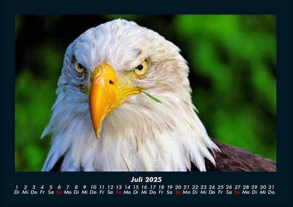 Produktbild: Adler 2025 Fotokalender DIN A4