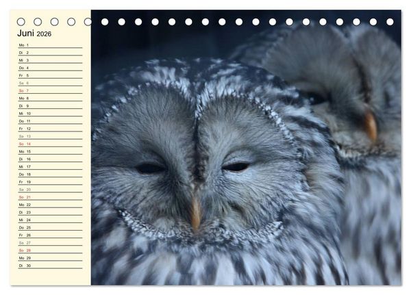 Produktbild: Greifv&ouml;gel (Tischkalender 2026 DIN A5 quer), CALVENDO Monatskalender