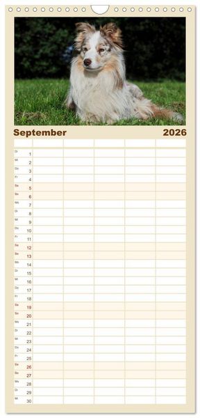 Produktbild: Familienplaner 2026 - Border Collie 2026 mit 5 Spalten (Wandkalender, 21 x 45 cm) CALVENDO