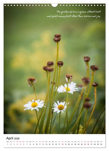 Produktbild: Rumi in Love (Wall Calendar 2026 DIN A3 portrait), CALVENDO 12 Month Wall Calendar