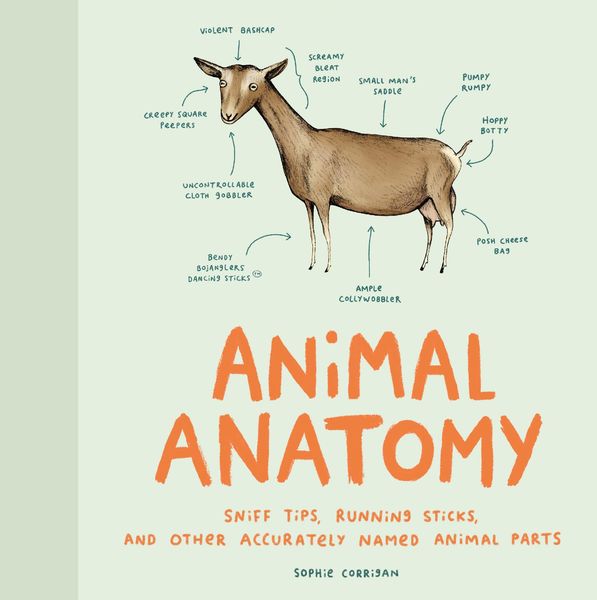 Produktbild: Animal Anatomy