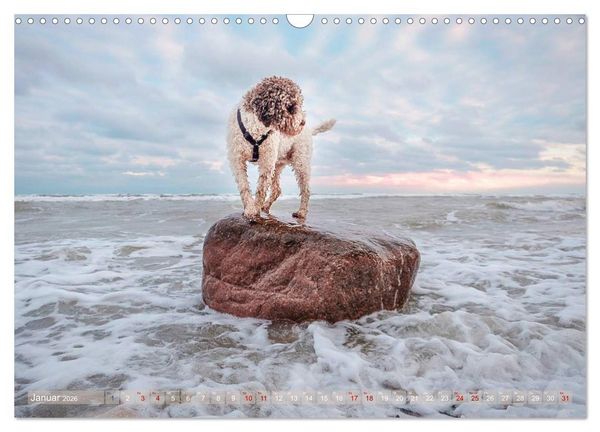 Produktbild: Lagotto Romagnolo - Wasserspiele (Wandkalender 2026 DIN A3 quer), CALVENDO Monatskalender