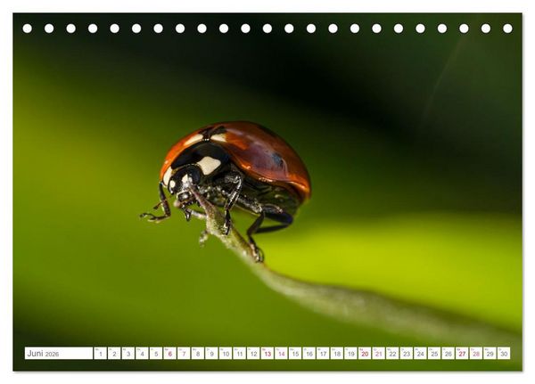 Produktbild: In der Natur unterwegs (Tischkalender 2026 DIN A5 quer), CALVENDO Monatskalender