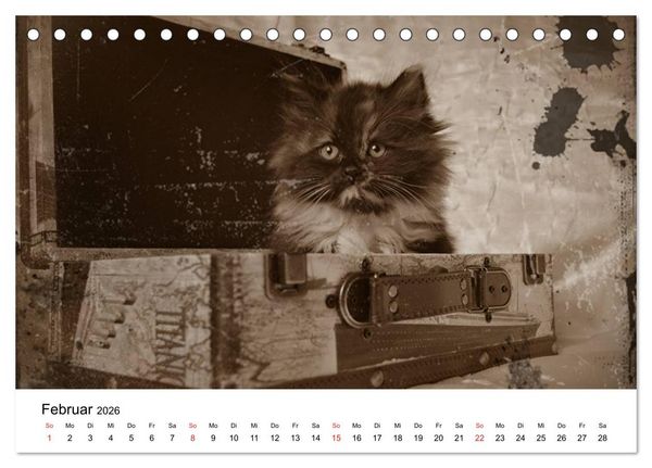 Produktbild: Oma's Katzenkalender 2026 (Tischkalender 2026 DIN A5 quer), CALVENDO Monatskalender