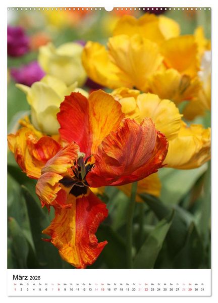 Produktbild: Ein Jahr voller Blumen (hochwertiger Premium Wandkalender 2026 DIN A2 hoch), Kunstdruck in Hochglanz