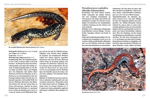 Produktbild: Molche und Salamander halten und z&uuml;chten