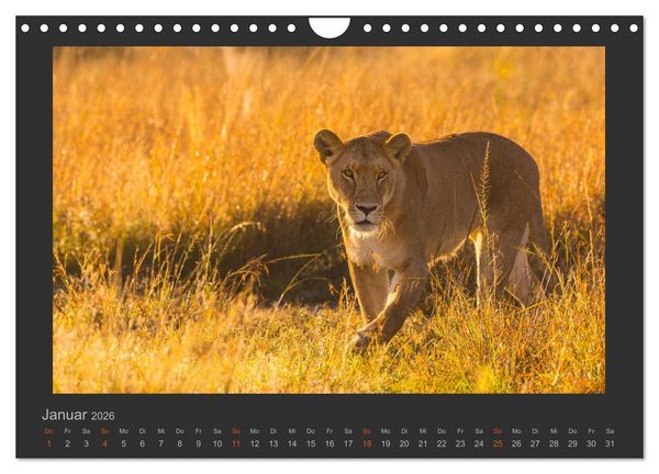 Produktbild: L&ouml;wen Wildlife-Fotografien (Wandkalender 2026 DIN A4 quer), CALVENDO Monatskalender