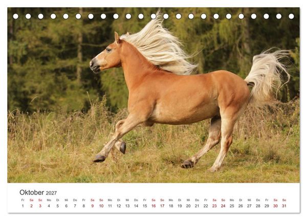 Produktbild: Haflinger - blonde Sch&ouml;nheiten (Tischkalender 2027 DIN A5 quer), CALVENDO Monatskalender