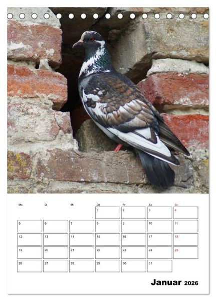 Produktbild: Tauben Terminplaner (Tischkalender 2026 DIN A5 hoch), CALVENDO Monatskalender