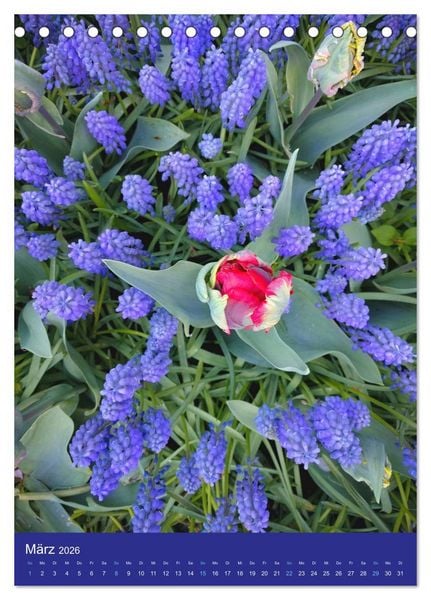 Produktbild: Tulpen. Bunter Fr&uuml;hling (Tischkalender 2026 DIN A5 hoch), CALVENDO Monatskalender